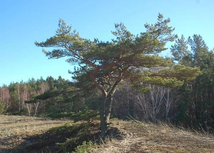 M&k Perla Sobieszewo - Wyspa Sobieszewska * Jazowa (Gdansk)
